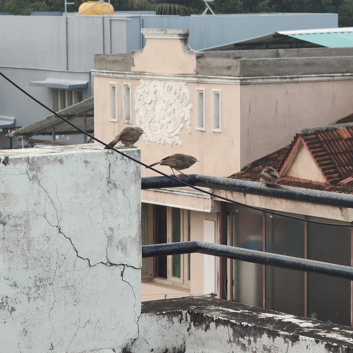 Yellow-billed Babbler - ML647173132