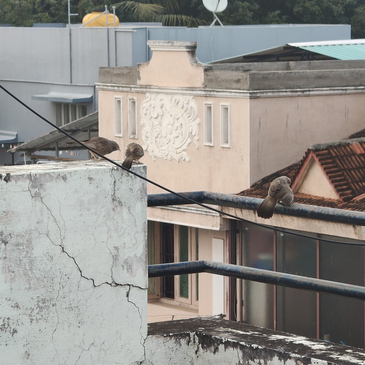 Yellow-billed Babbler - ML647173133