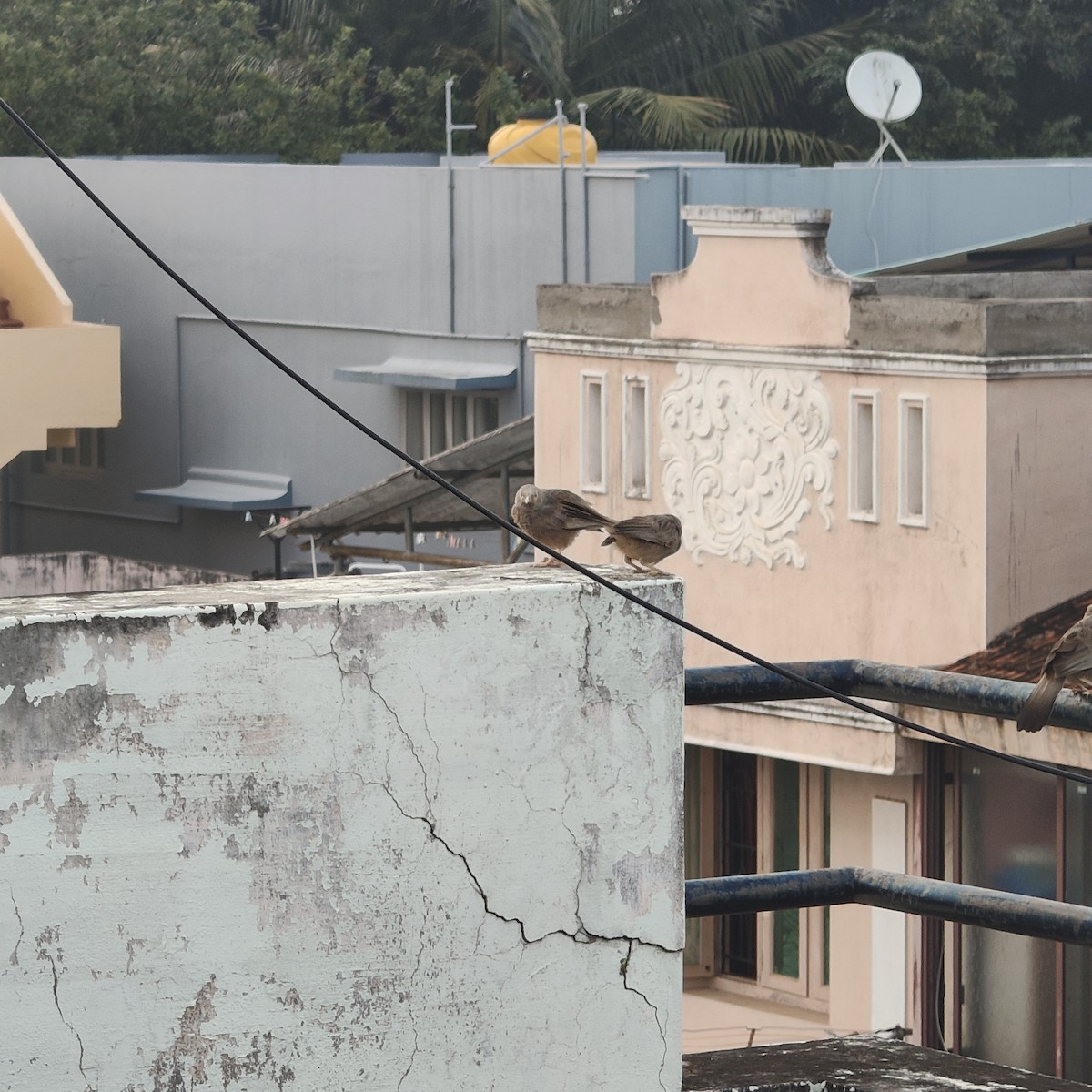 Yellow-billed Babbler - ML647173134