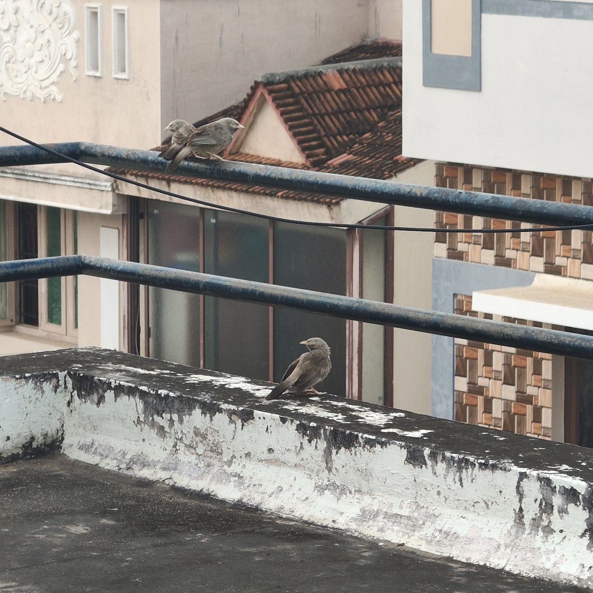 Yellow-billed Babbler - ML647173135