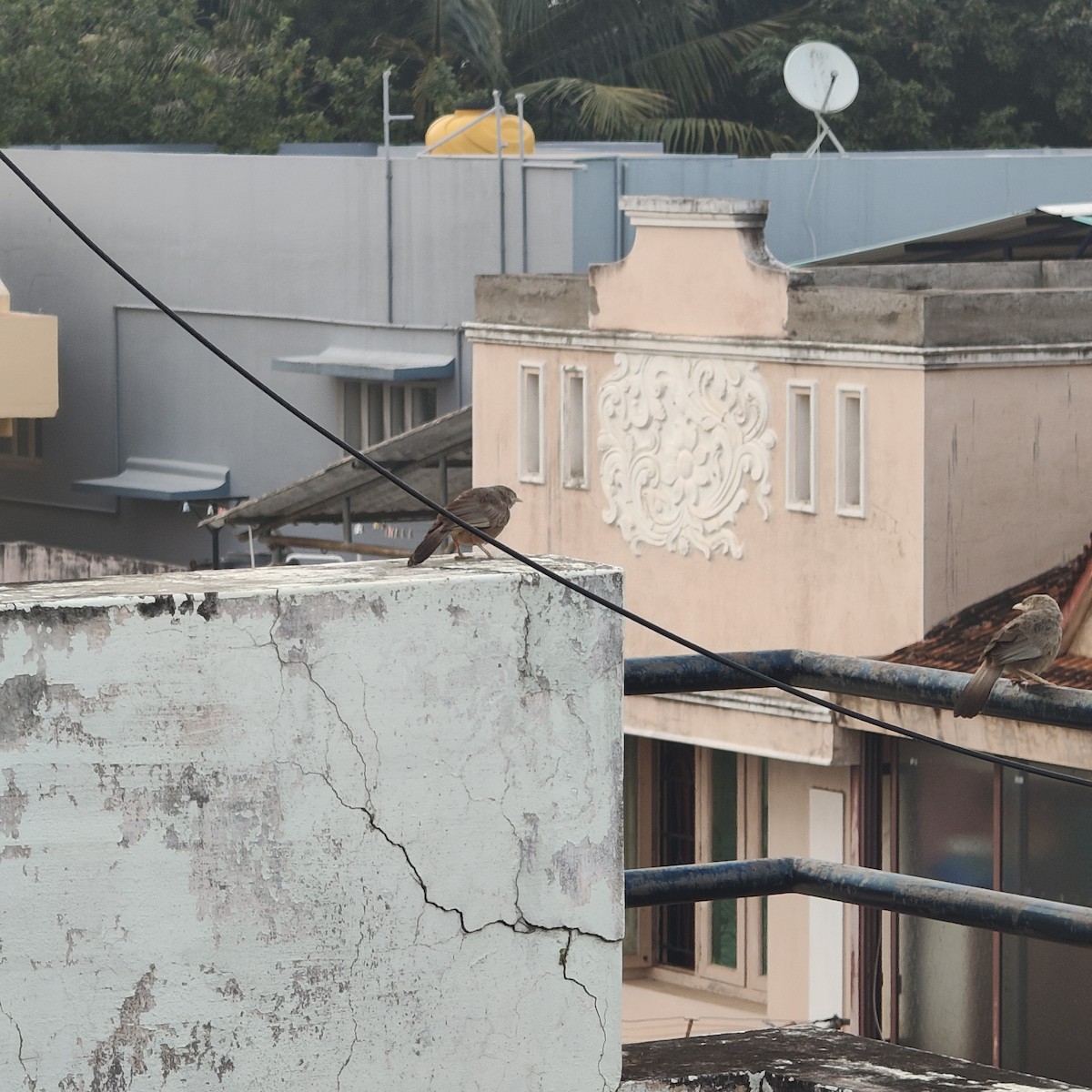 Yellow-billed Babbler - ML647173136