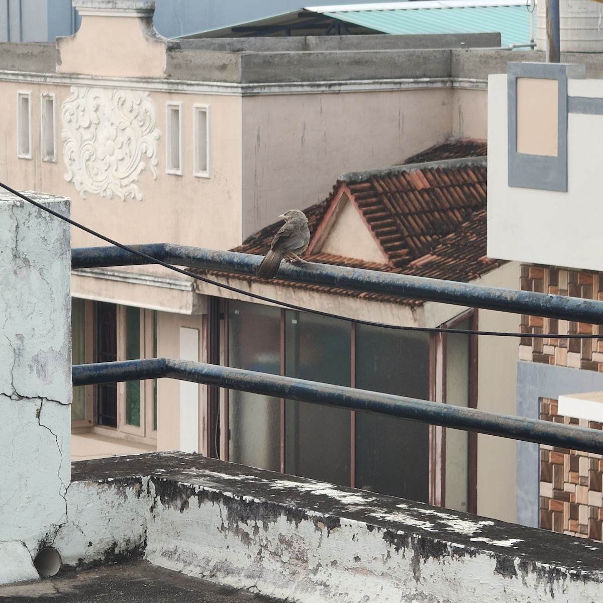 Yellow-billed Babbler - ML647173137