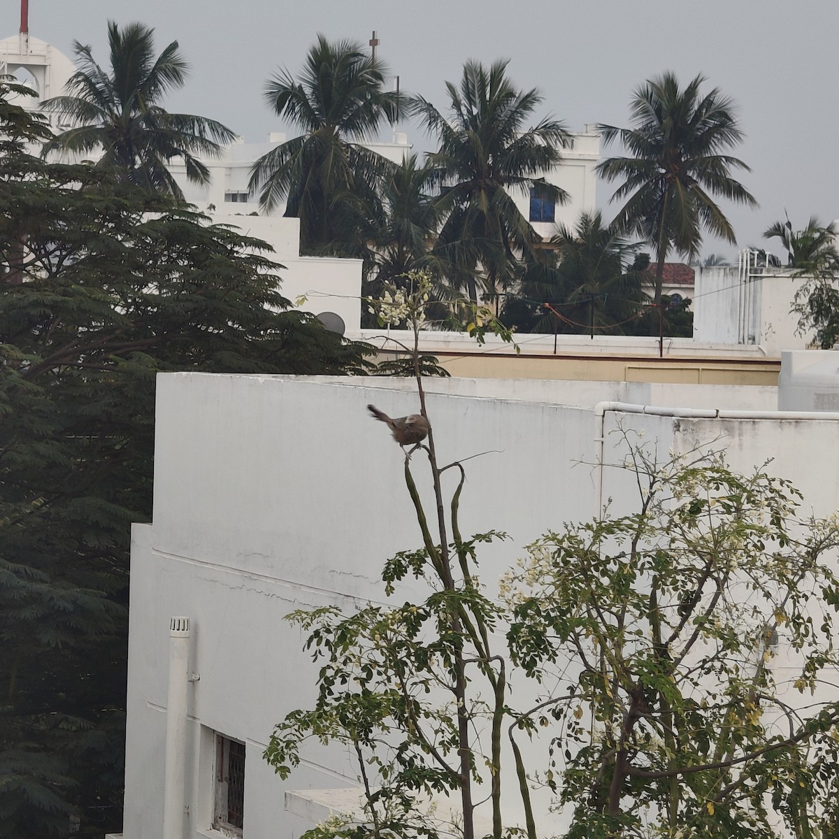 Yellow-billed Babbler - ML647173138