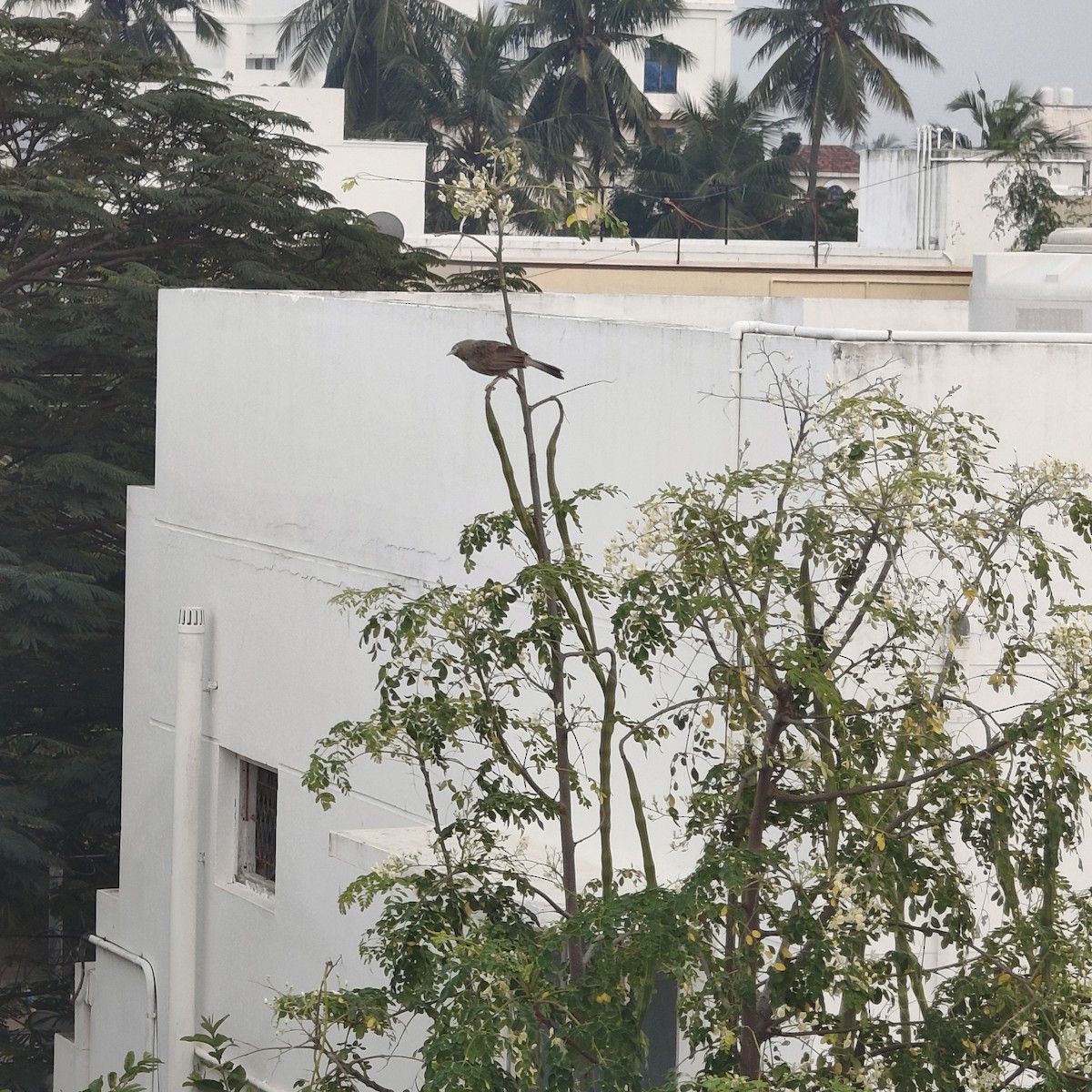 Yellow-billed Babbler - ML647173139