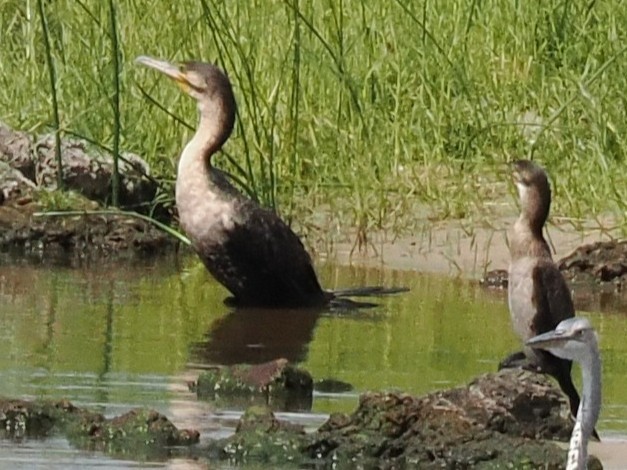 Great Cormorant - ML647173143