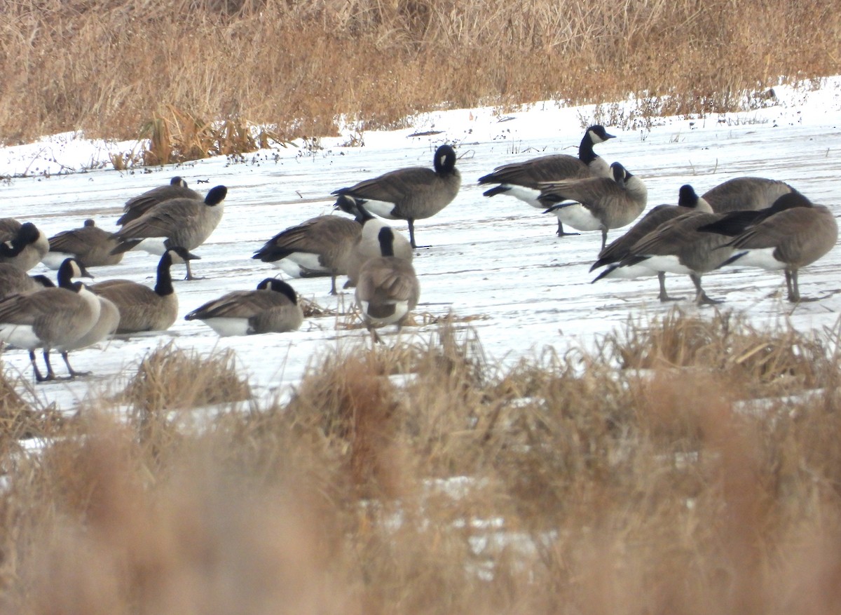 Canada Goose - ML647173155