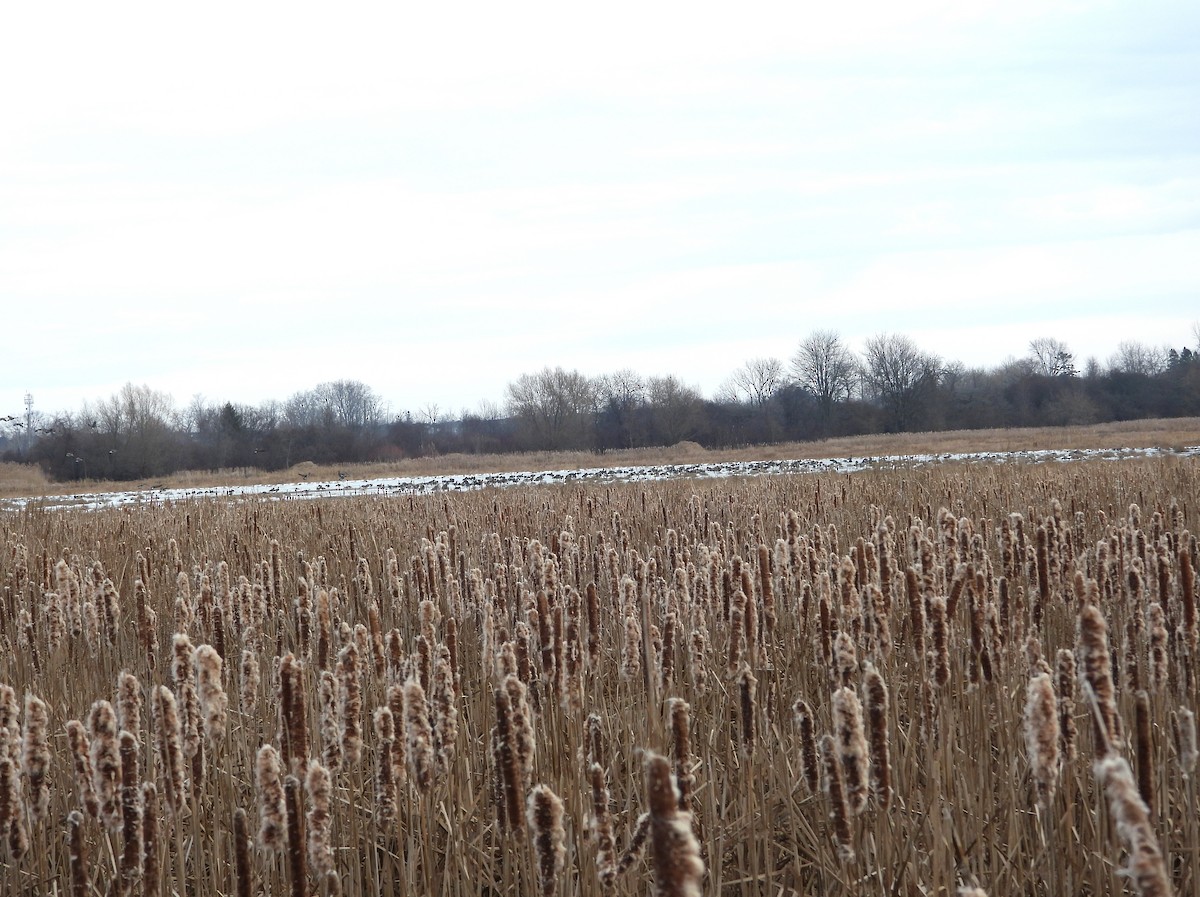 Canada Goose - ML647173161