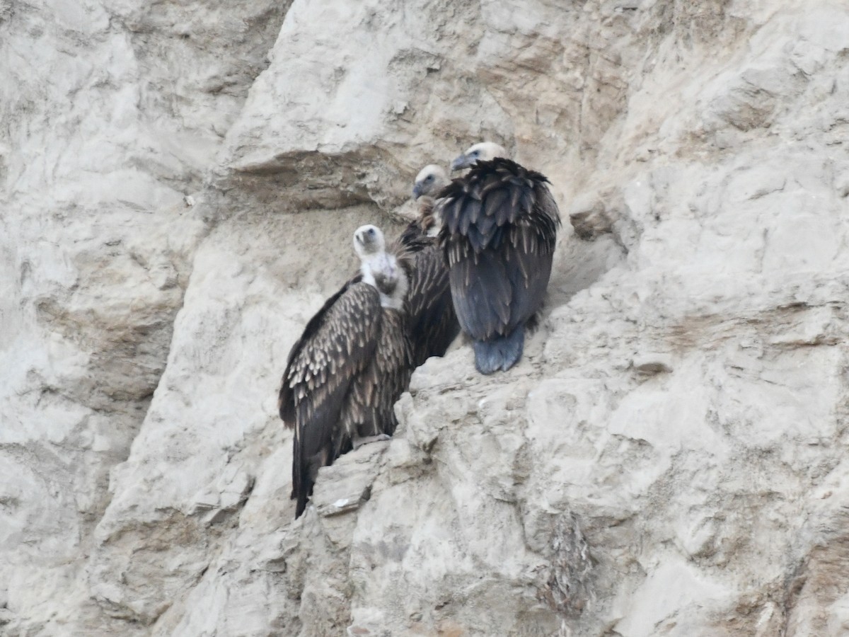 Himalayan Griffon - ML647173163