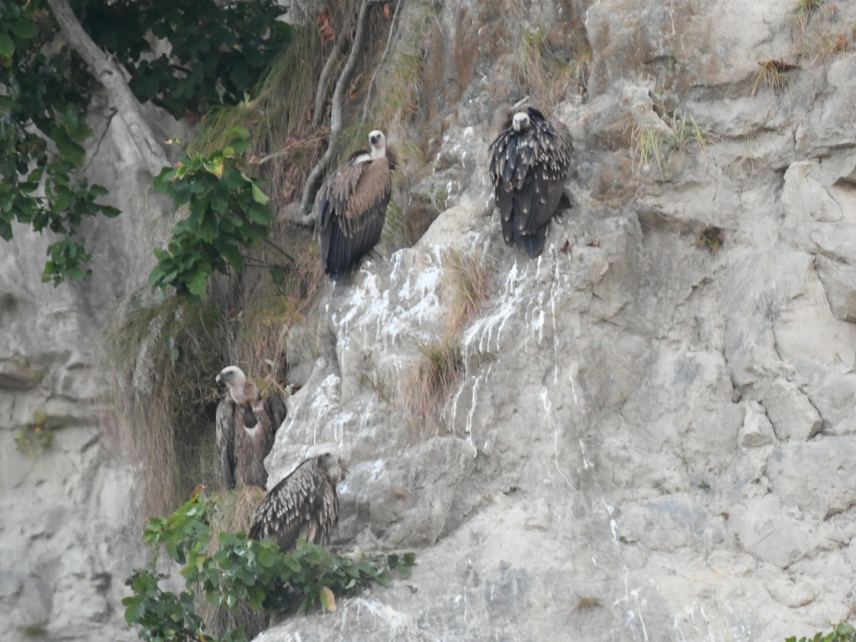 Himalayan Griffon - ML647173164