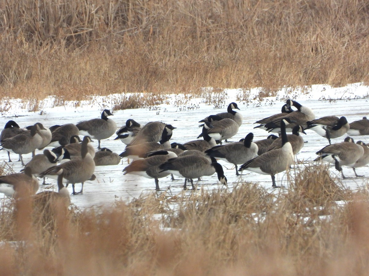 Canada Goose - ML647173165