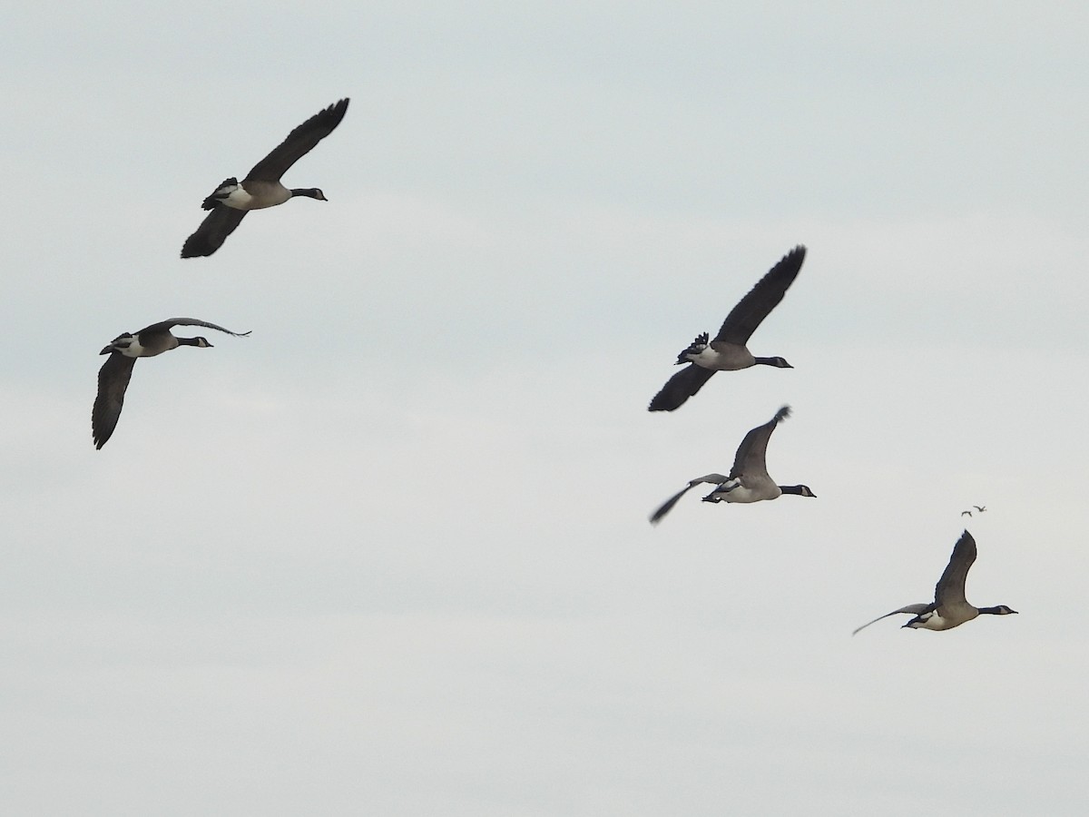 Canada Goose - ML647173167