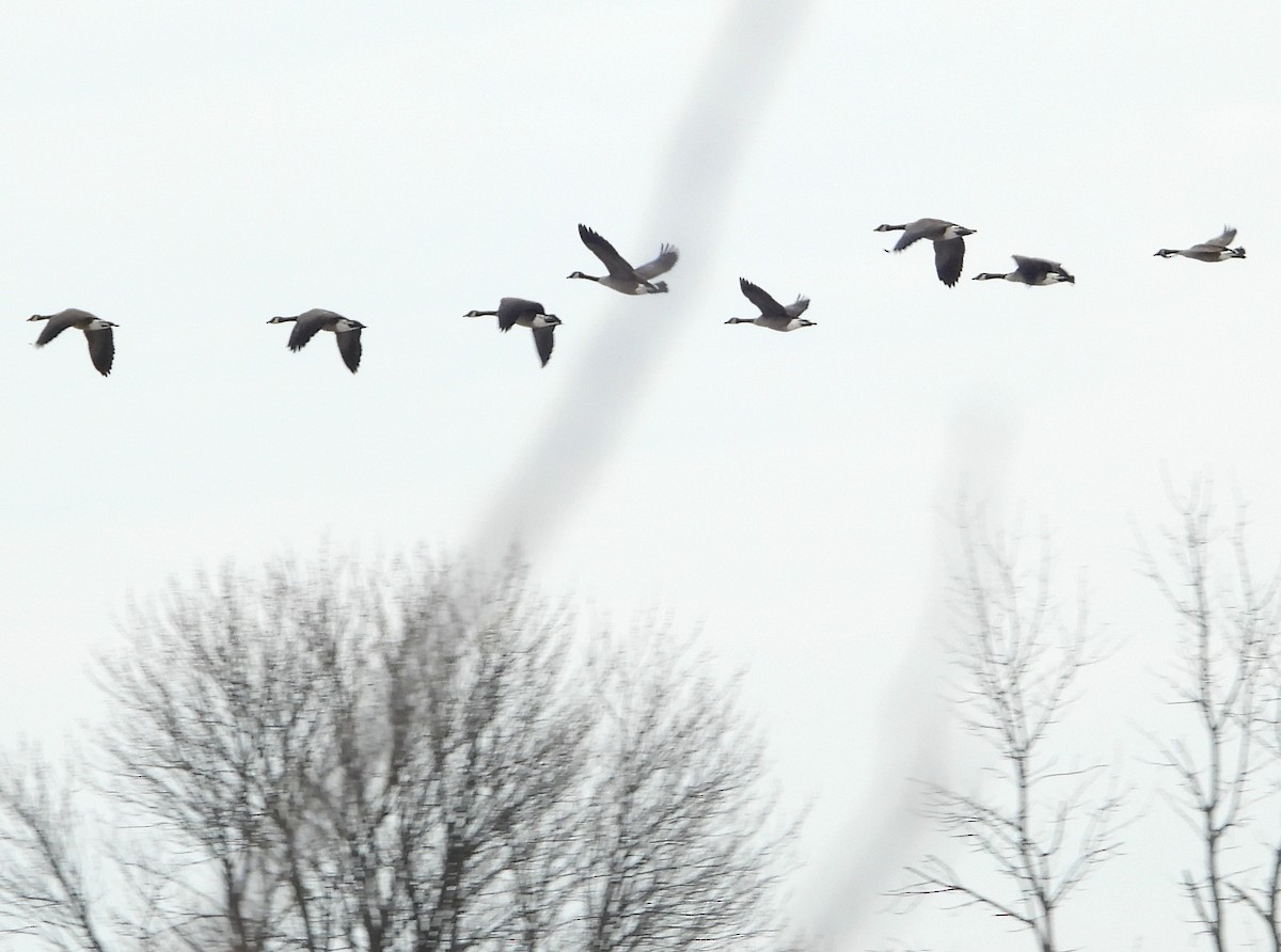 Canada Goose - ML647173168