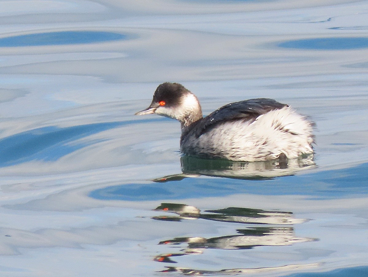 Eared Grebe - ML647173183