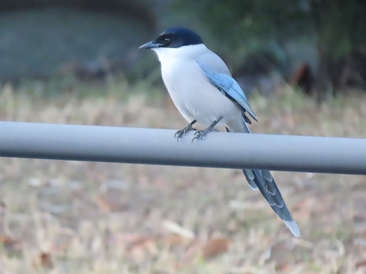 Azure-winged Magpie - ML647173184