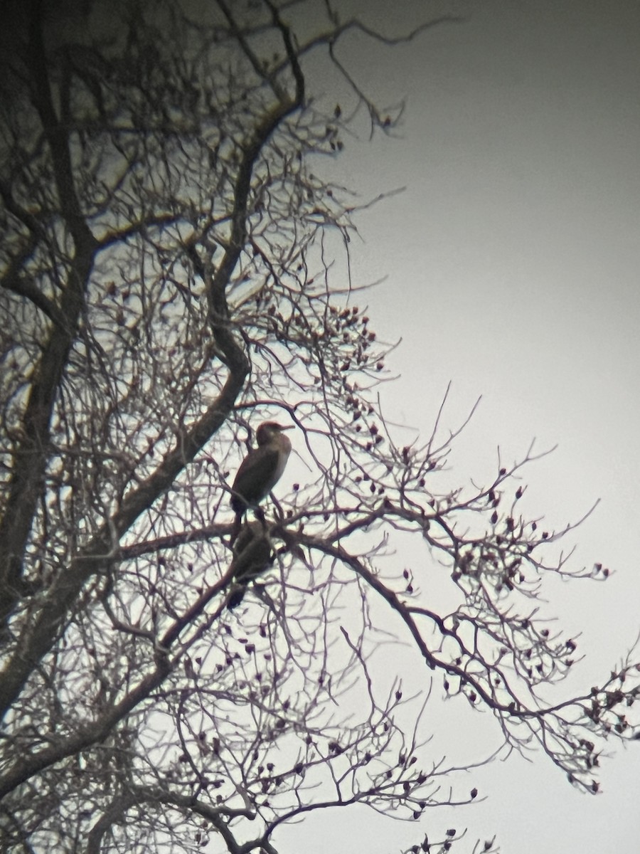 鸕鷀 - ML647173192