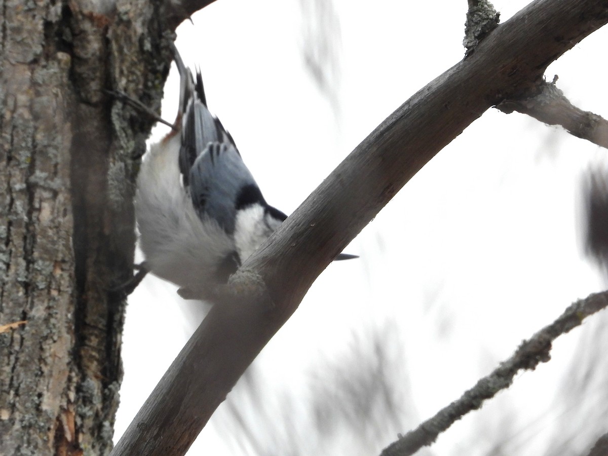 White-breasted Nuthatch - ML647173194