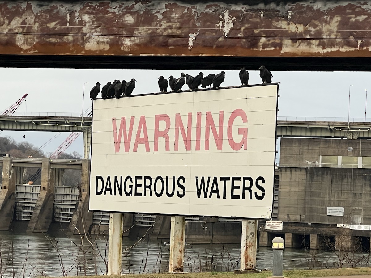 Black Vulture - ML647173196