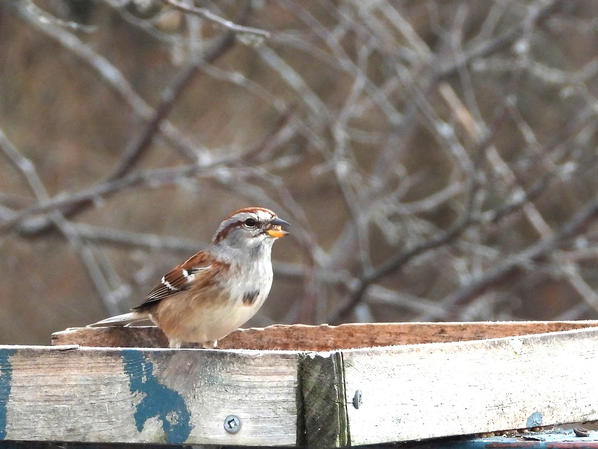 American Tree Sparrow - ML647173197