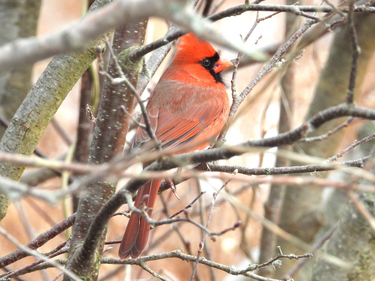 Northern Cardinal - ML647173199