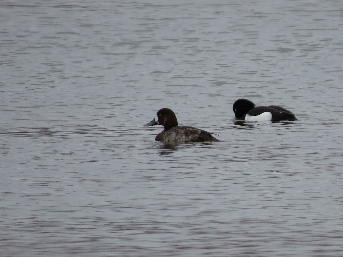 斑背潛鴨 - ML647173200