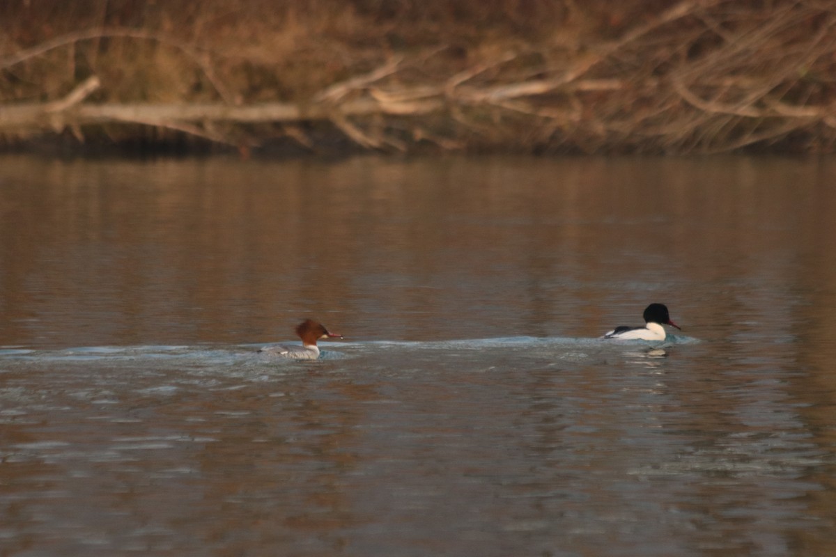 川秋沙 - ML647173201