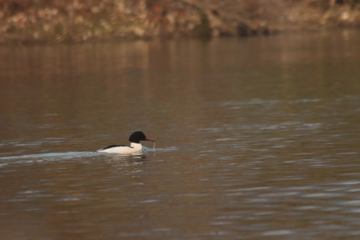 川秋沙 - ML647173202