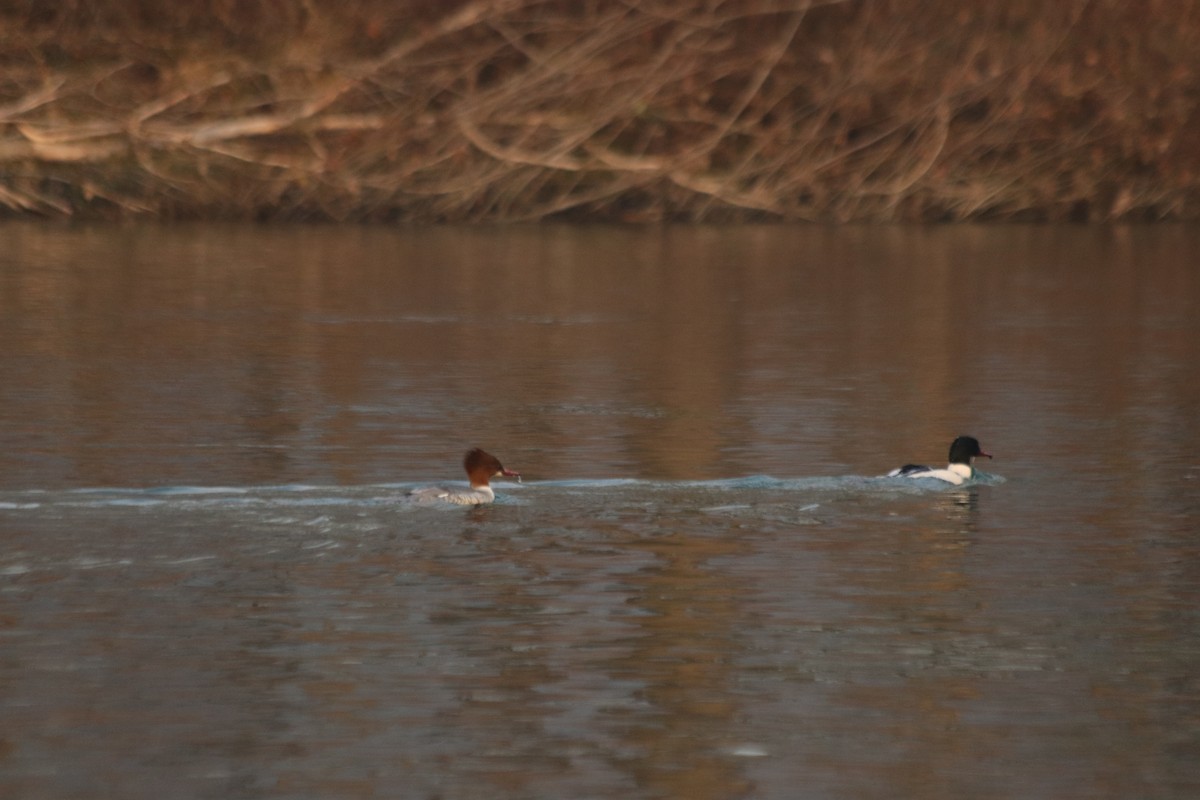 川秋沙 - ML647173203