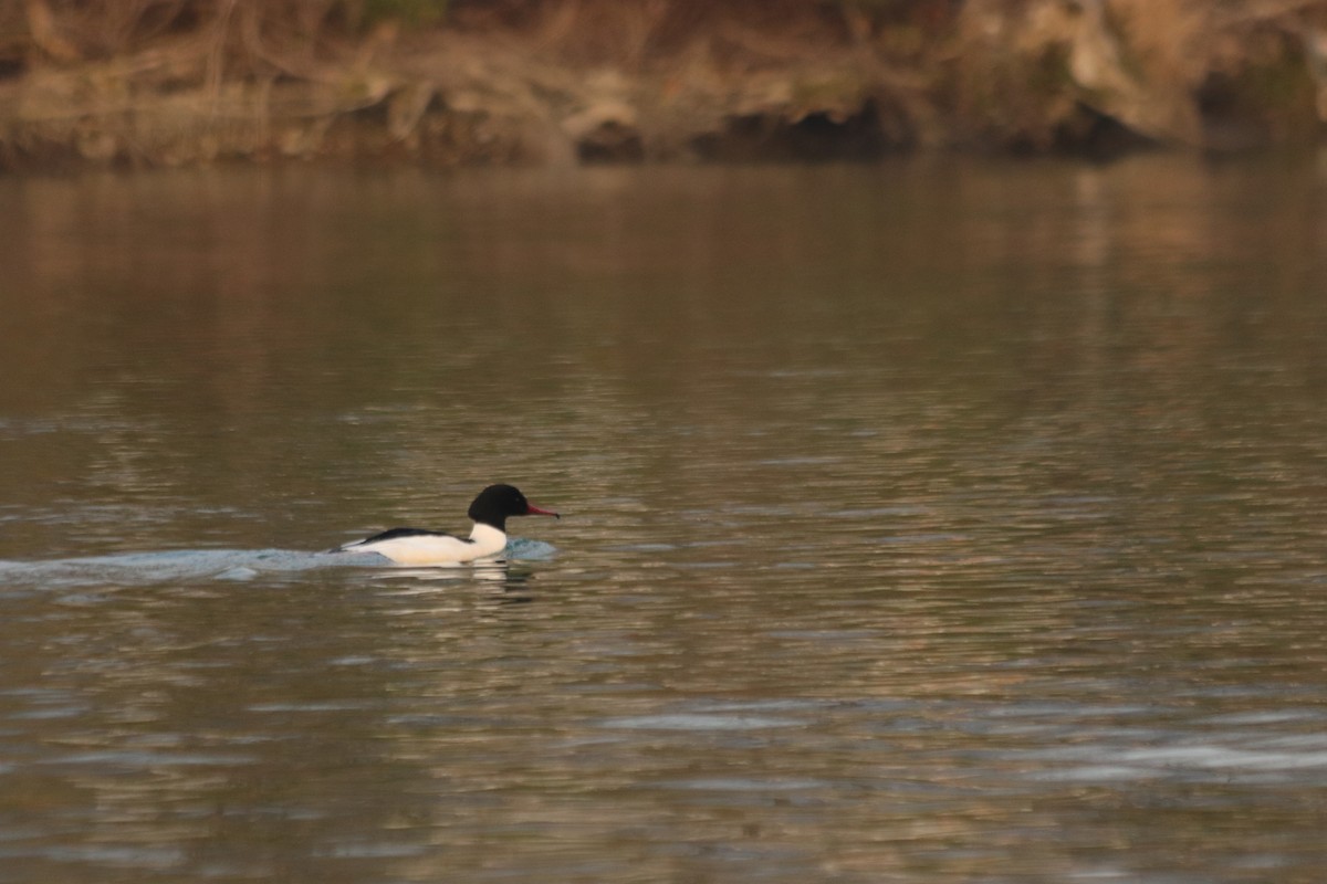 川秋沙 - ML647173204