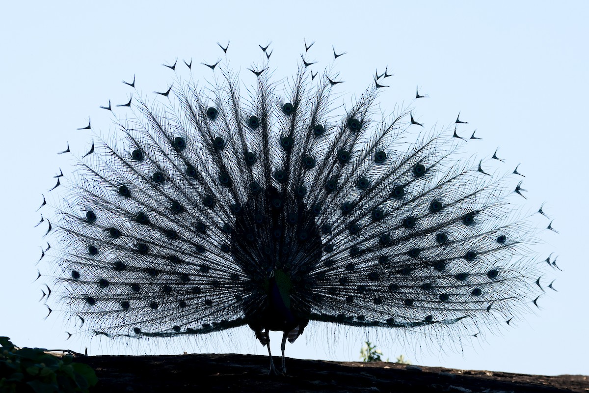 藍孔雀 - ML647173206