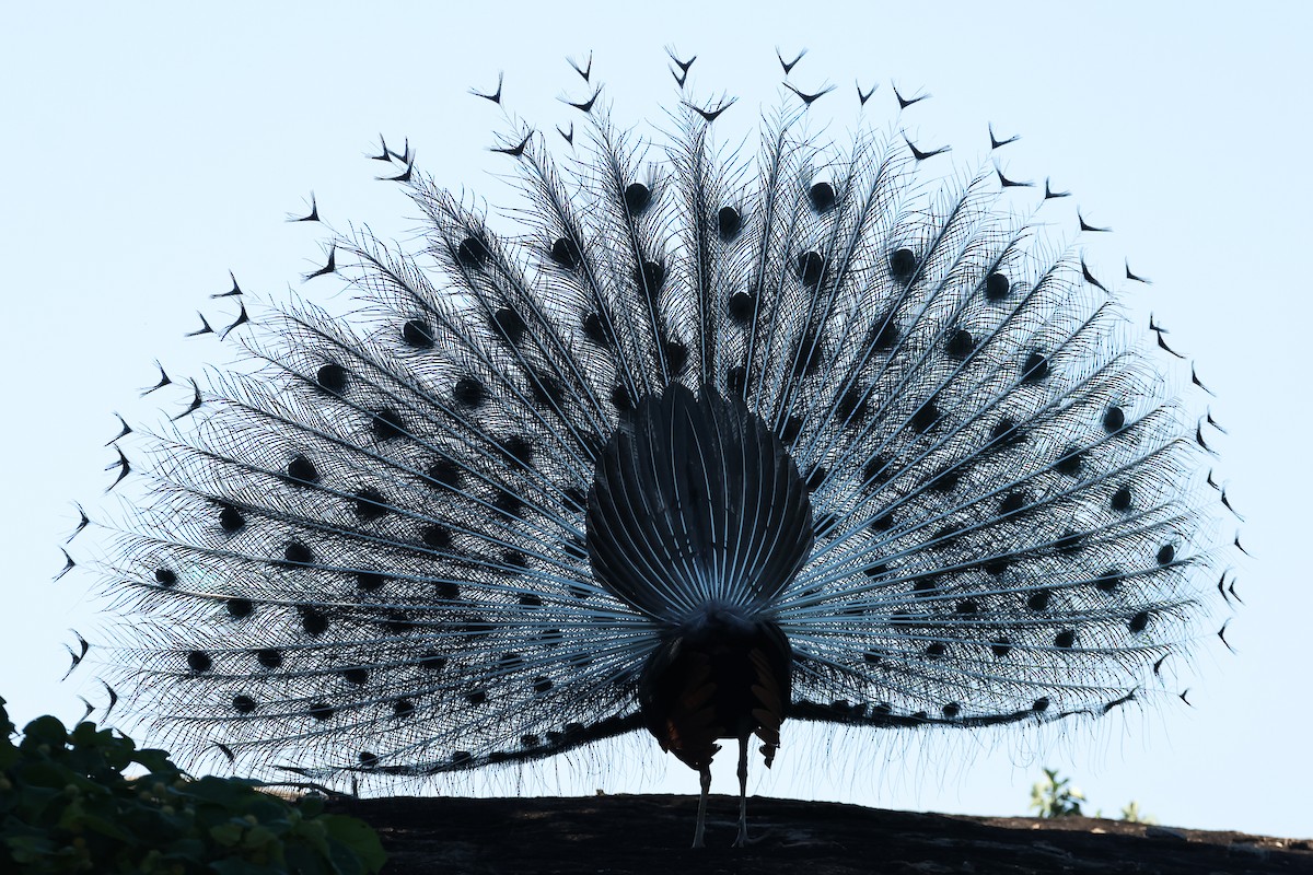 藍孔雀 - ML647173207