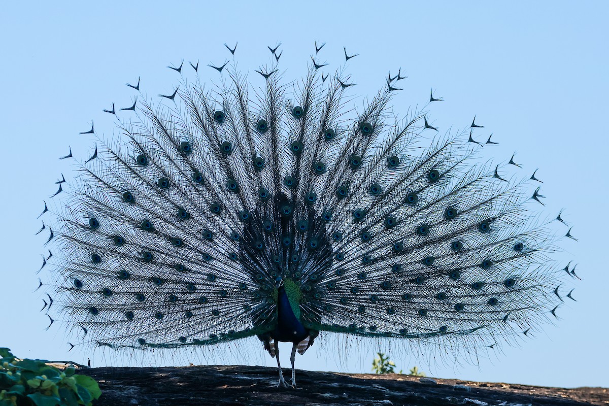 藍孔雀 - ML647173208