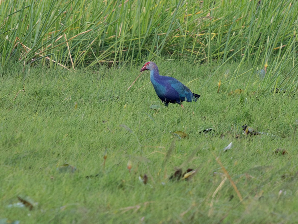 灰頭紫水雞 - ML647173209