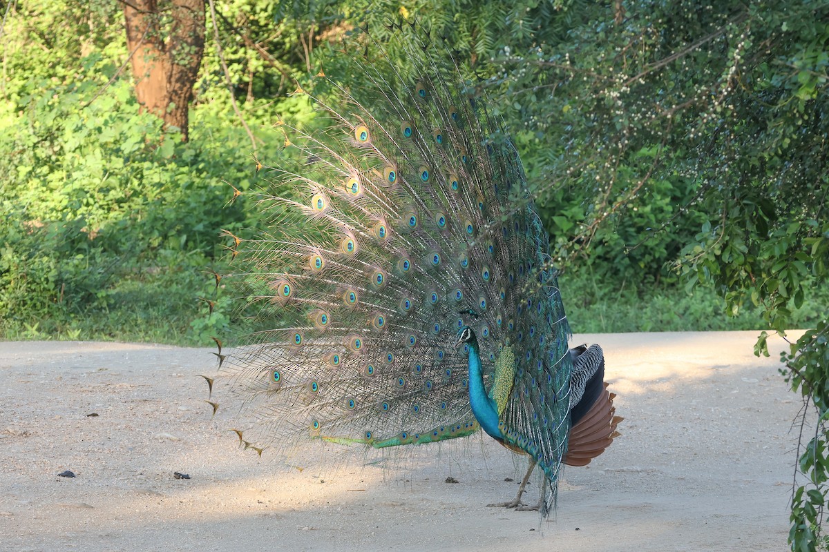 藍孔雀 - ML647173210