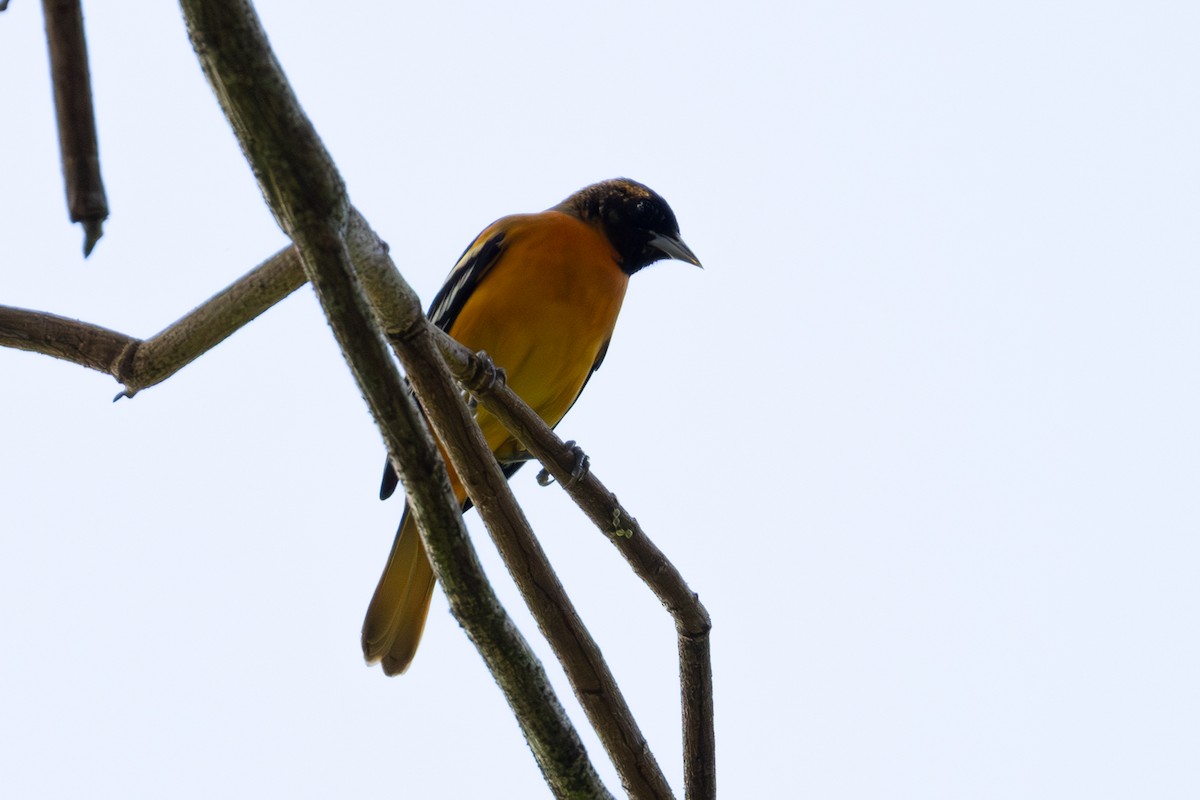 Baltimore Oriole - ML647173211