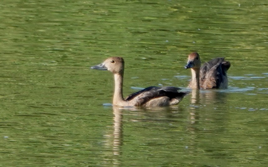 樹鴨 - ML647173212