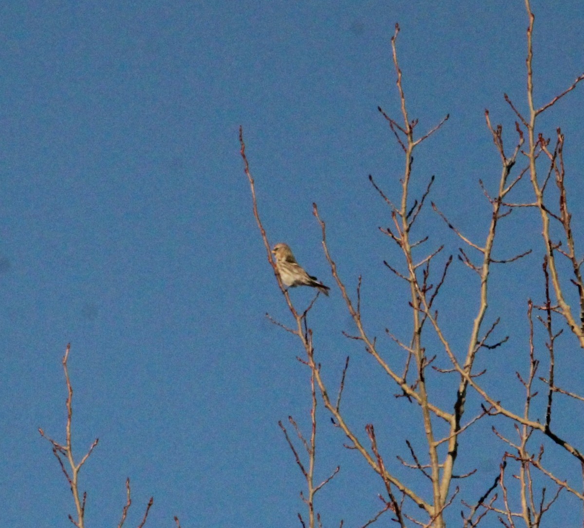 普通朱頂雀 - ML647173213