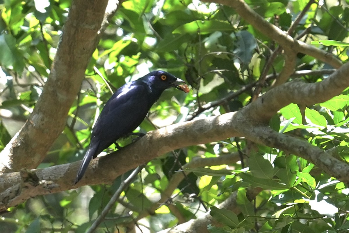 Black-bellied Starling - ML647173214