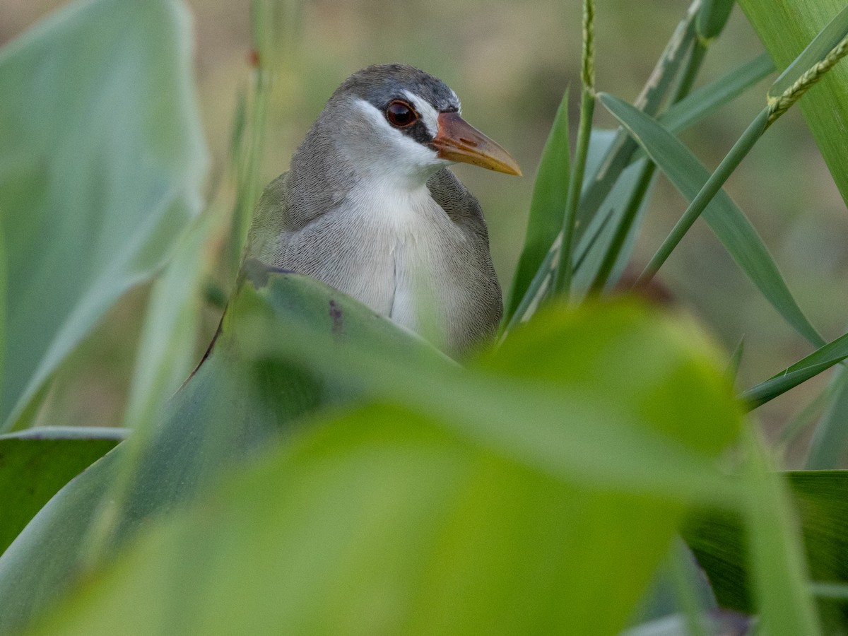 白眉秧雞 - ML647173216