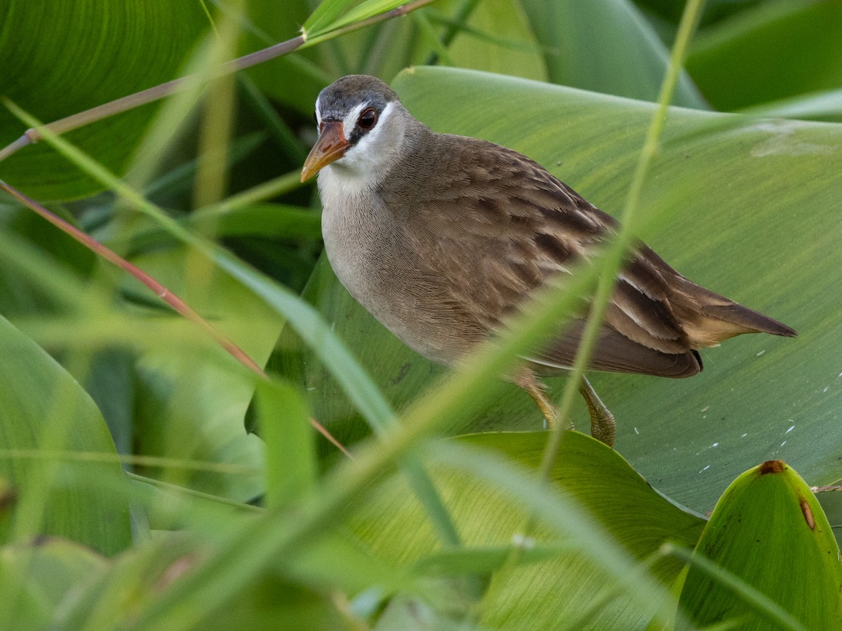 白眉秧雞 - ML647173217