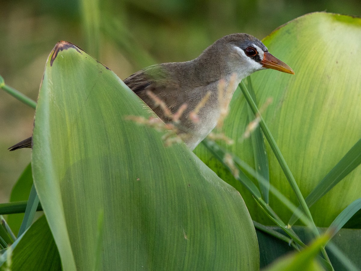 白眉秧雞 - ML647173218
