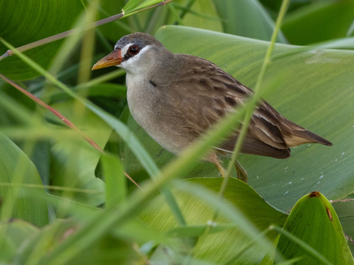 白眉秧雞 - ML647173219