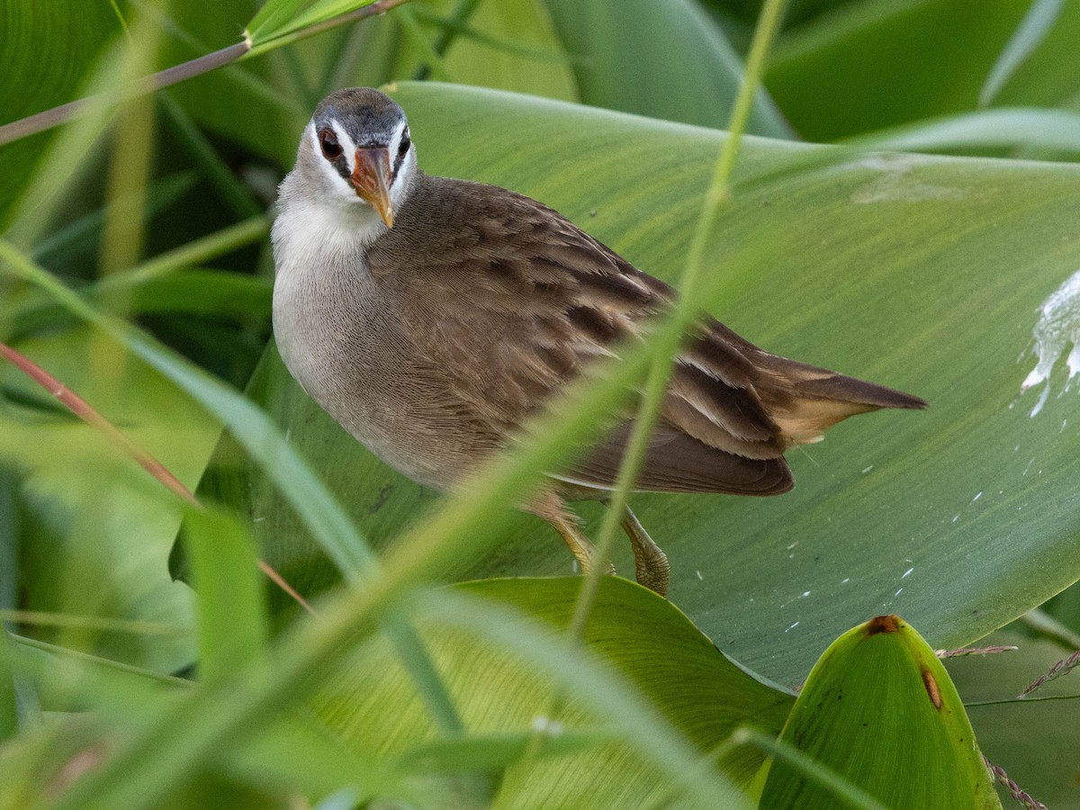 白眉秧雞 - ML647173220