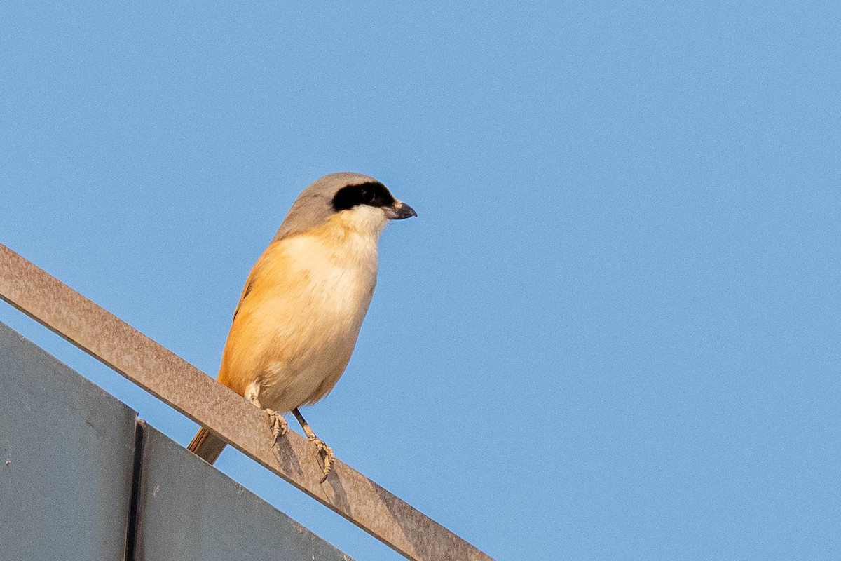 棕背伯勞 - ML647173222