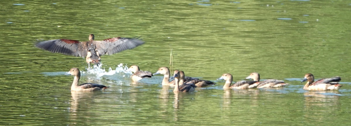 樹鴨 - ML647173223