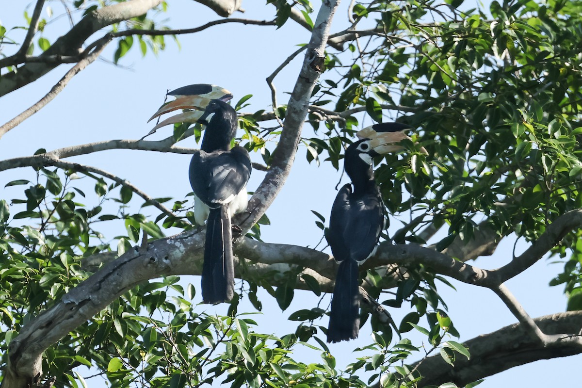 Malabar Pied-Hornbill - ML647173224