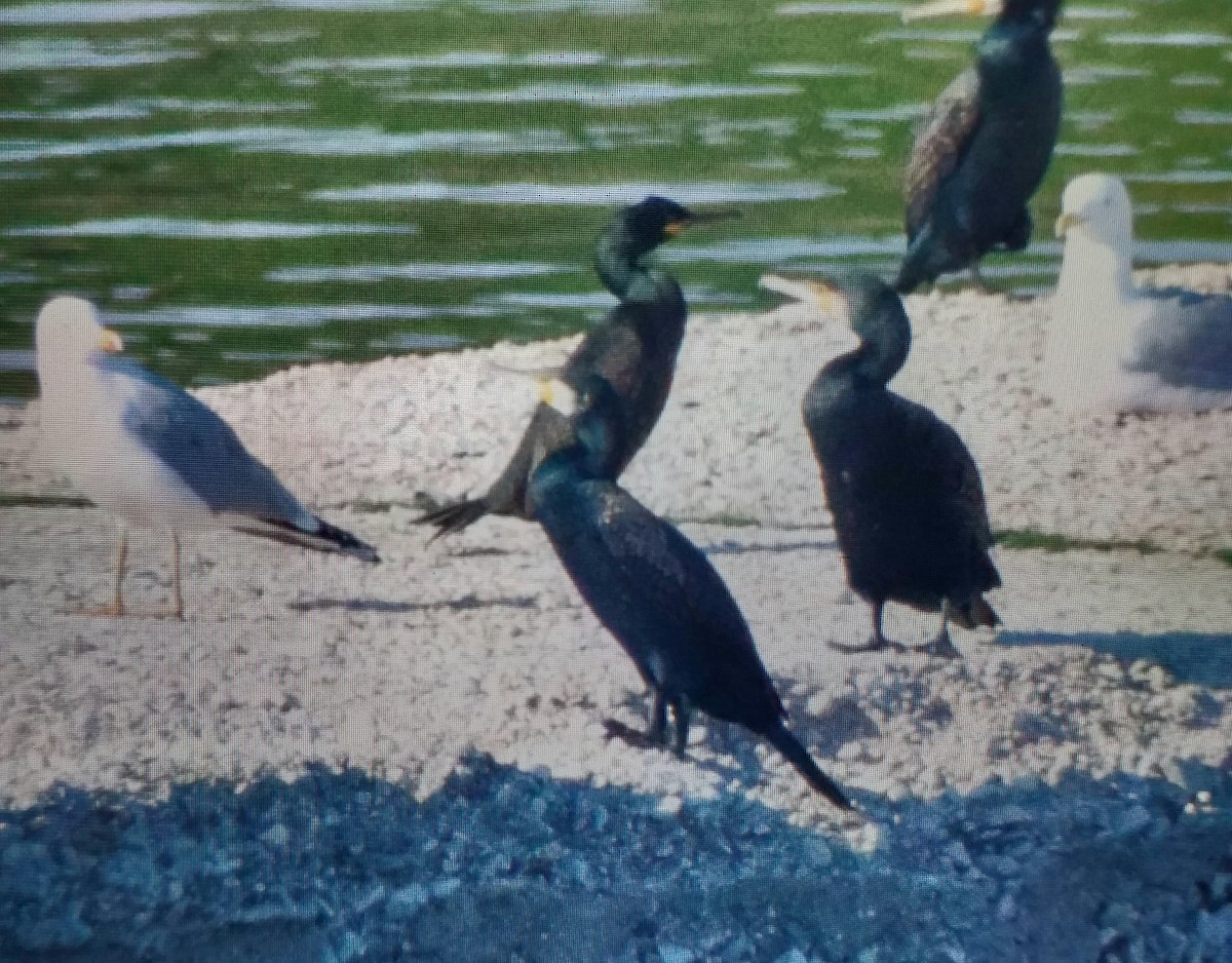 European Shag - ML647173225