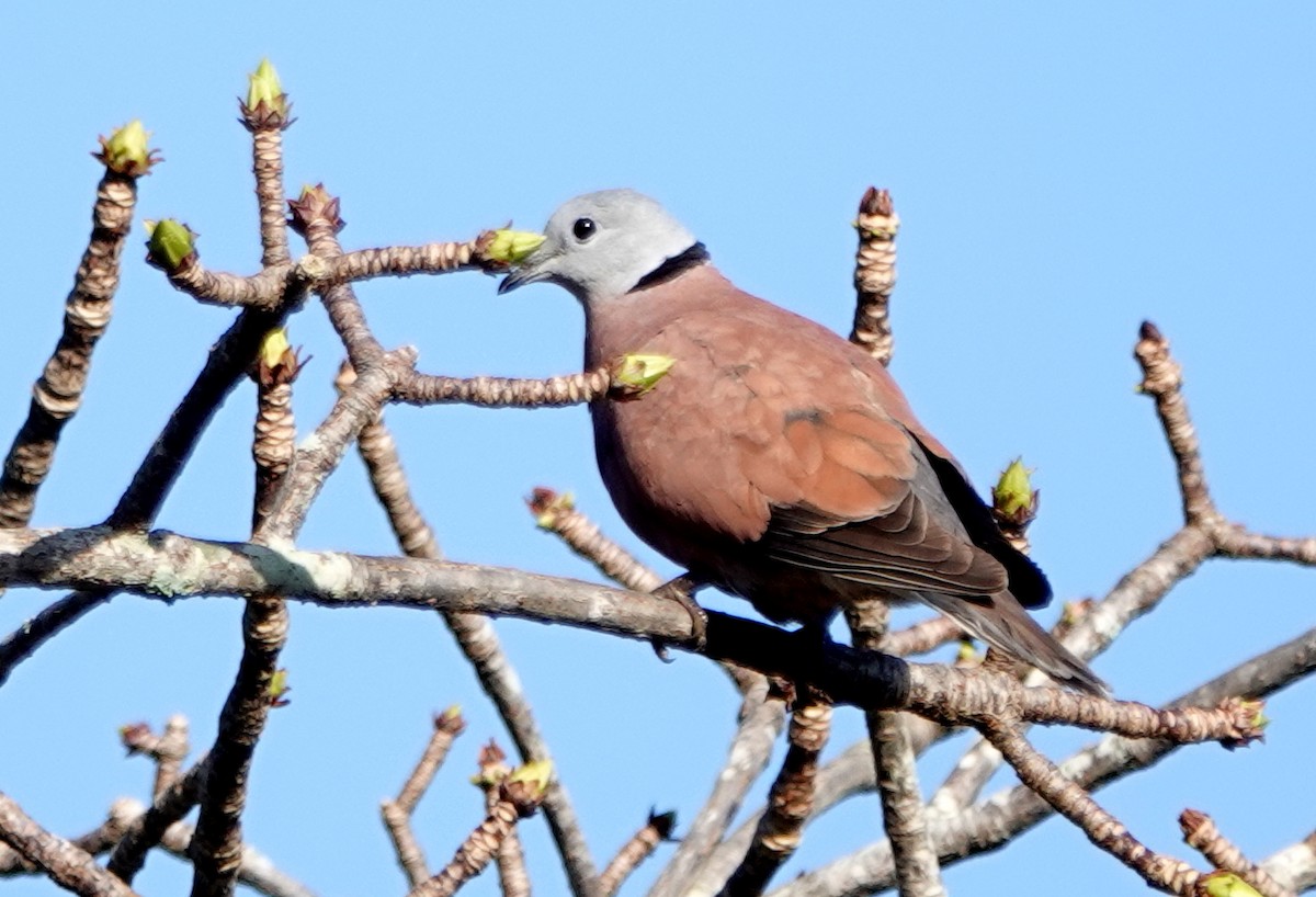 紅鳩 - ML647173226