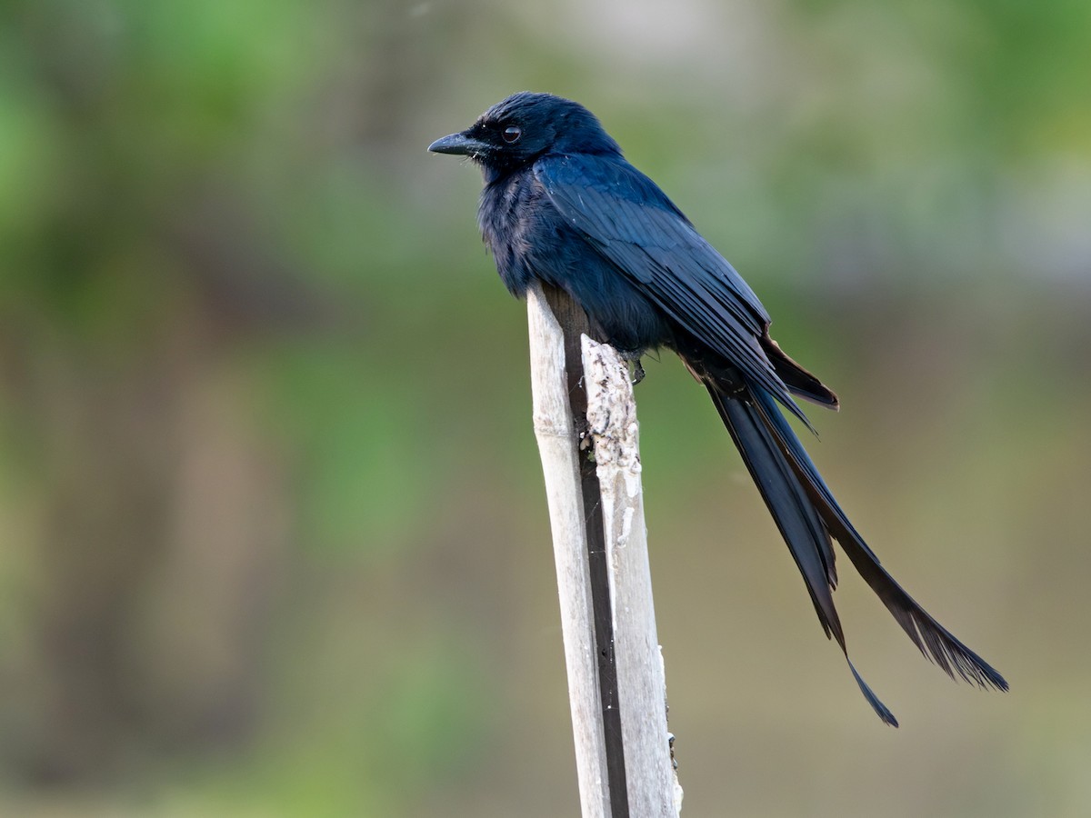 drongo černý - ML647173227