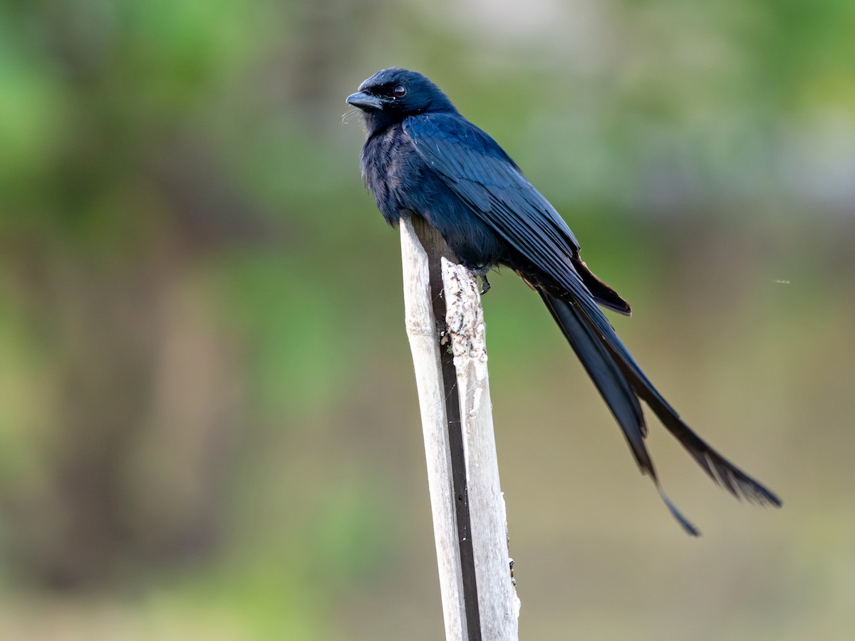 drongo černý - ML647173228