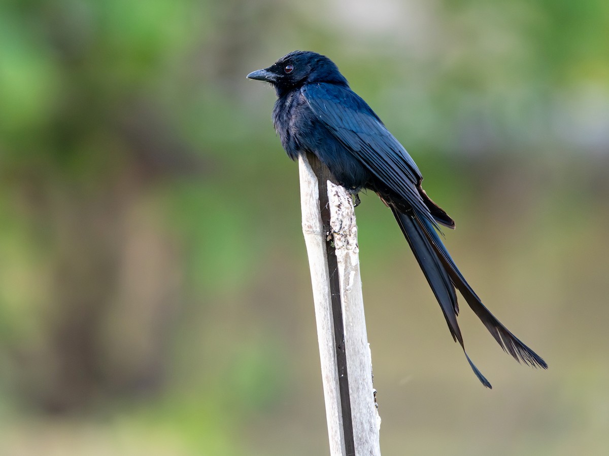 drongo černý - ML647173229